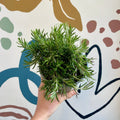 Rosmarinus officinalis ‘Prostratus’ - Trailing Rosemary - Sprouts of Bristol