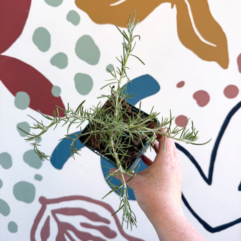Rosmarinus prostratus 'Boule' - Trailing Rosemary - Cotswolds Grown Culinary Herbs - Sprouts of Bristol