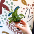 Rumohra adiantiformis ‘Variegata’ - Leatherleaf Fern - Sprouts of Bristol