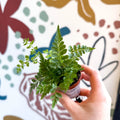 Rumohra adiantiformis ‘Variegata’ - Leatherleaf Fern - Sprouts of Bristol