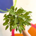 Sage - Salvia officinalis 'Grower's Friend' - UK Grown Culinary Herbs - Sprouts of Bristol