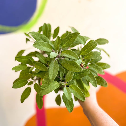 Sage - Salvia officinalis 'Grower's Friend' - UK Grown Culinary Herbs - Sprouts of Bristol
