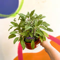 Sage - Salvia officinalis 'Grower's Friend' - UK Grown Culinary Herbs - Sprouts of Bristol
