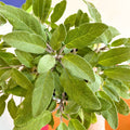 Sage - Salvia officinalis 'Grower's Friend' - UK Grown Culinary Herbs - Sprouts of Bristol
