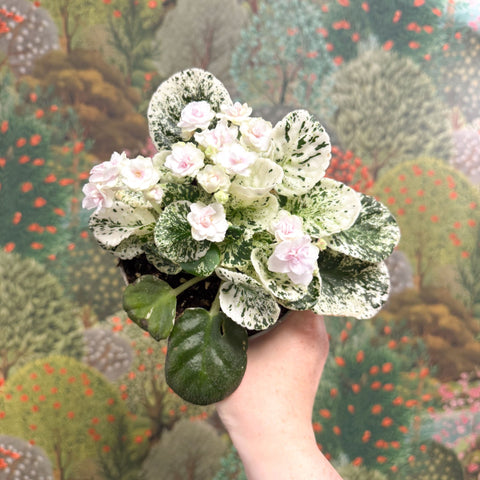 Saintpaulia ionantha – Mosaic Variegated African Violet (Blush Pink Double Flowers) - Sprouts of Bristol