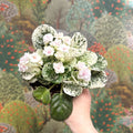Saintpaulia ionantha – Mosaic Variegated African Violet (Blush Pink Double Flowers) - Sprouts of Bristol