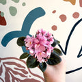 Saintpaulia – Pale Pink Mini African Violet - Sprouts of Bristol