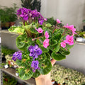 Saintpaulia ‘Rococo’ - African Violet - Sprouts of Bristol