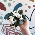Saintpaulia – White Mini African Violet - Sprouts of Bristol