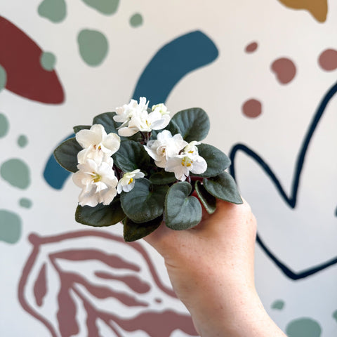 Saintpaulia – White Mini African Violet - Sprouts of Bristol