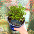 Salvia greggii 'Amethyst Lips' - British Grown Perennial - Sprouts of Bristol