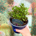 Salvia greggii 'Amethyst Lips' - British Grown Perennial - Sprouts of Bristol