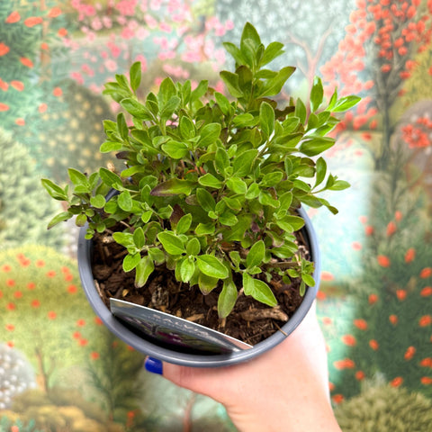 Salvia greggii 'Amethyst Lips' - British Grown Perennial - Sprouts of Bristol