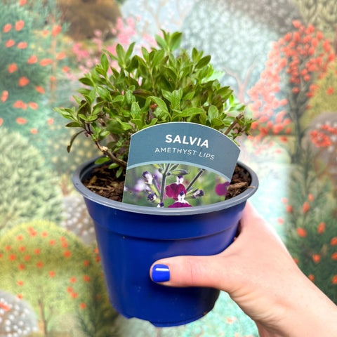 Salvia greggii 'Amethyst Lips' - British Grown Perennial - Sprouts of Bristol