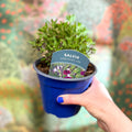 Salvia greggii 'Amethyst Lips' - British Grown Perennial - Sprouts of Bristol