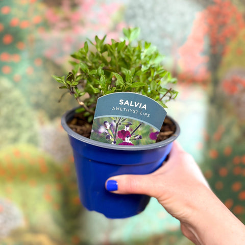 Salvia greggii 'Amethyst Lips' - British Grown Perennial - Sprouts of Bristol