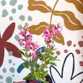 Salvia greggii 'Mirage Pink' - Autumn Sage - English Grown Perennial - Sprouts of Bristol