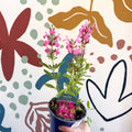 Salvia greggii 'Mirage Pink' - Autumn Sage - English Grown Perennial - Sprouts of Bristol