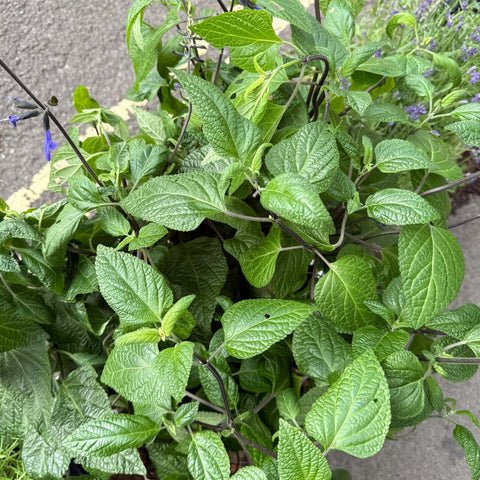 Salvia guaranitica 'Black and Bloom' - Sprouts of Bristol