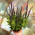 Salvia nemorosa 'Sensation Deep Blue' - Sprouts of Bristol