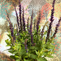 Salvia nemorosa 'Sensation Deep Blue' - Sprouts of Bristol