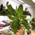 Salvia officinalis - Common Sage [UK Grown Culinary Herbs] - Sprouts of Bristol