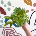 Salvia officinalis 'Icterina' - Golden Sage [UK Grown Culinary Herbs] - Sprouts of Bristol