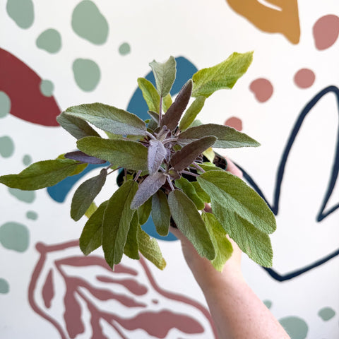 Salvia officinalis 'Purpurea' - Purple Sage [UK Grown Culinary Herbs] - Sprouts of Bristol