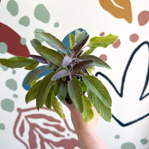 Salvia officinalis 'Purpurea' - Purple Sage [UK Grown Culinary Herbs] - Sprouts of Bristol