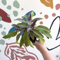 Salvia officinalis 'Purpurea' - Purple Sage [UK Grown Culinary Herbs] - Sprouts of Bristol