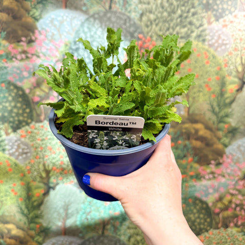Salvia x superba ‘Bordeau White’ - British Grown Perennial - Sprouts of Bristol