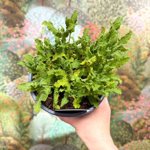 Salvia x superba ‘Bordeau White’ - British Grown Perennial - Sprouts of Bristol