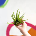 Sansevieria bacularis 'Mikado' - Snake Plant - Sprouts of Bristol