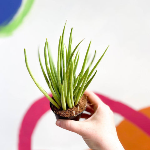 Sansevieria bacularis 'Mikado' - Snake Plant - Sprouts of Bristol