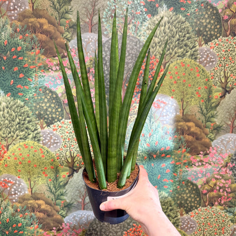 Sansevieria bacularis 'Mikado' - Snake Plant - Sprouts of Bristol
