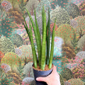 Sansevieria bacularis 'Mikado' - Snake Plant - Sprouts of Bristol