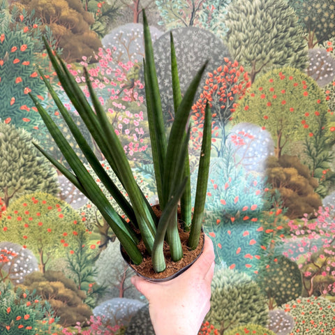 Sansevieria bacularis 'Mikado' - Snake Plant - Sprouts of Bristol