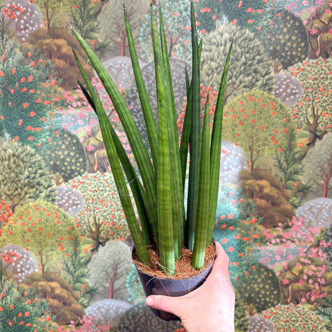 Sansevieria bacularis 'Mikado' - Snake Plant - Sprouts of Bristol