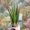 Sansevieria bacularis 'Mikado' - Snake Plant - Sprouts of Bristol