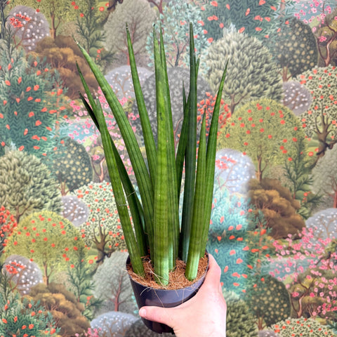 Sansevieria bacularis 'Mikado' - Snake Plant - Sprouts of Bristol