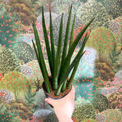 Sansevieria bacularis 'Mikado' - Snake Plant - Sprouts of Bristol