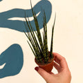 Sansevieria ‘Fernwood Mikado’ – Snake Plant - Sprouts of Bristol