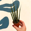 Sansevieria ‘Fernwood Mikado’ – Snake Plant - Sprouts of Bristol