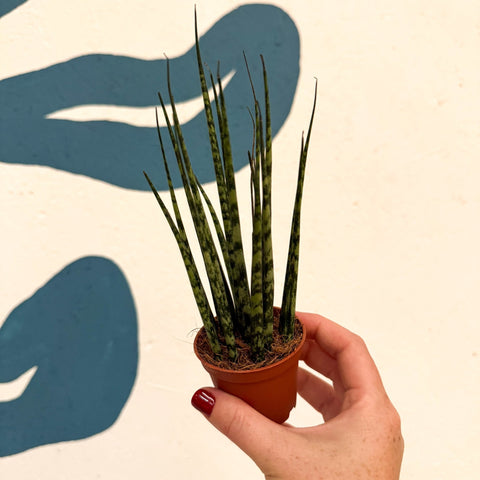 Sansevieria ‘Fernwood Mikado’ – Snake Plant - Sprouts of Bristol