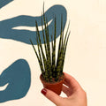 Sansevieria ‘Fernwood Mikado’ – Snake Plant - Sprouts of Bristol