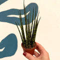 Sansevieria ‘Fernwood Mikado’ – Snake Plant - Sprouts of Bristol