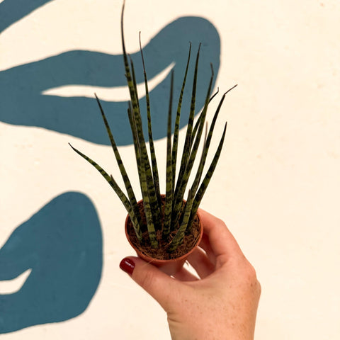 Sansevieria ‘Fernwood Mikado’ – Snake Plant - Sprouts of Bristol