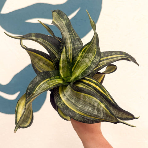 Sansevieria ‘Hahnii Spiral Star’ – Spiral Star Snake Plant - Sprouts of Bristol
