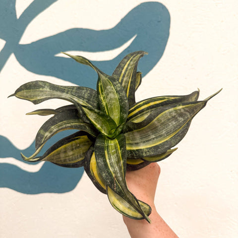 Sansevieria ‘Hahnii Spiral Star’ – Spiral Star Snake Plant - Sprouts of Bristol