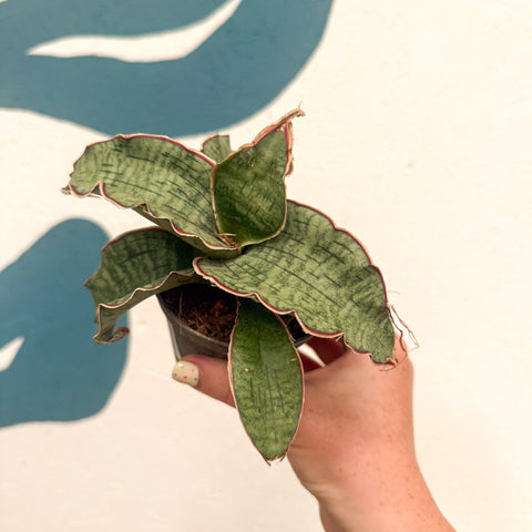 Sansevieria kirkii ‘Silver Blue’ – Silver Blue Snake Plant - Sprouts of Bristol